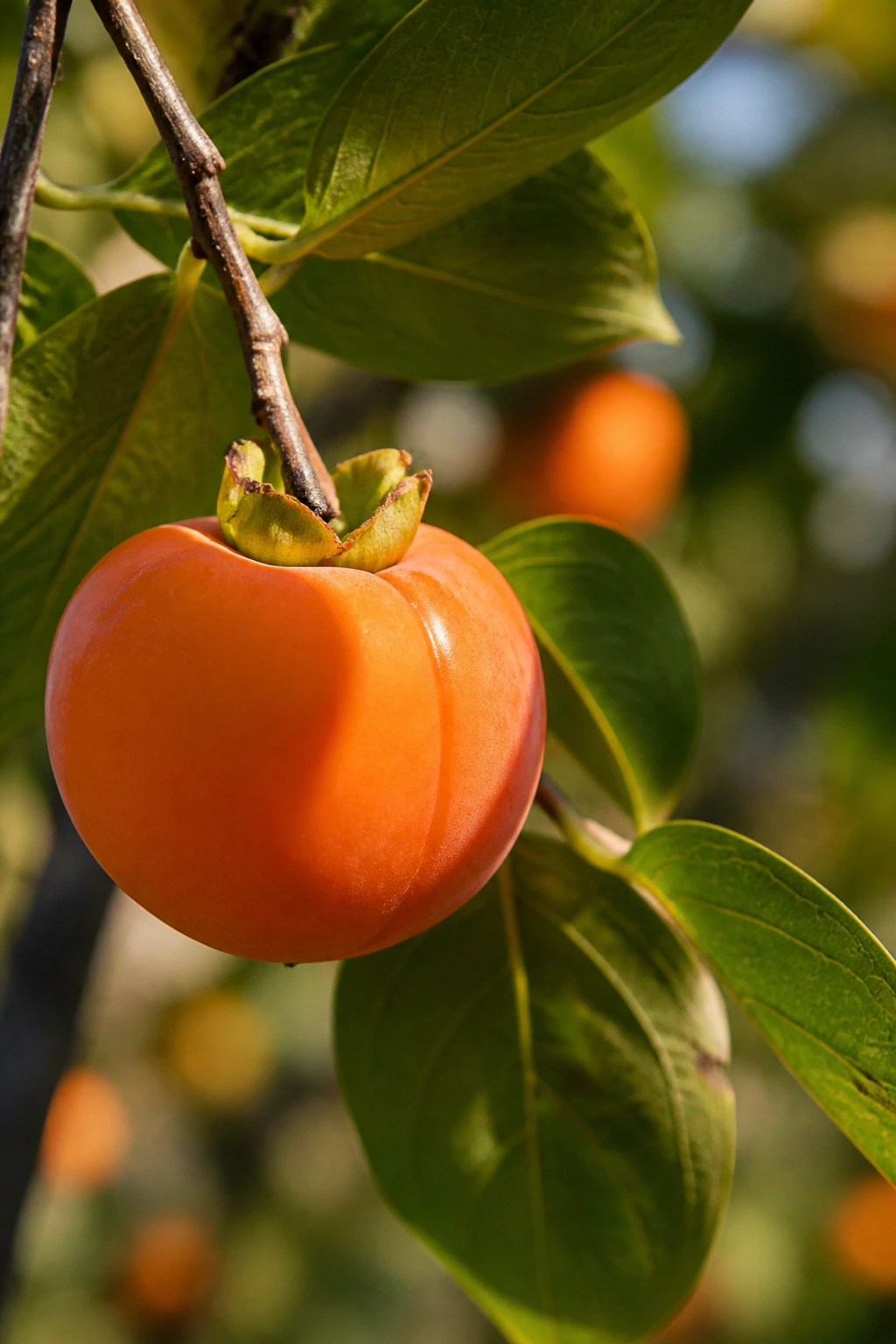 Why Are Persimmons So Expensive? Here's Why 2 Persimmon on branch with leaves in autumn sunlight, macro close-up