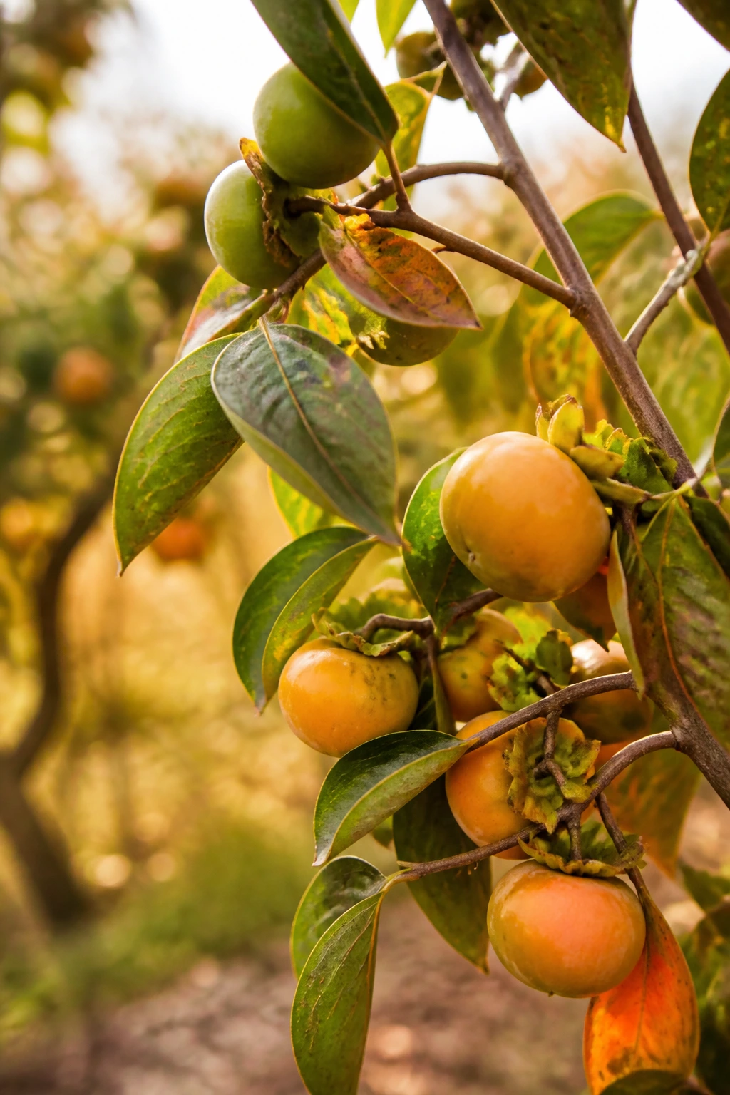 Ripe persimmons on branch in autumn light.