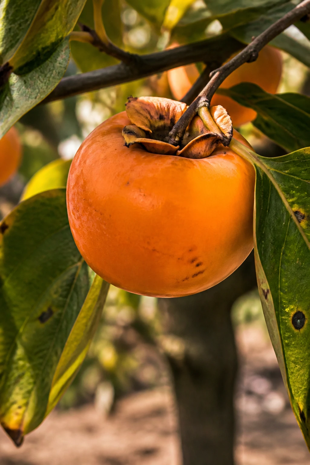 Persimmon on branch in orchard ready for picking