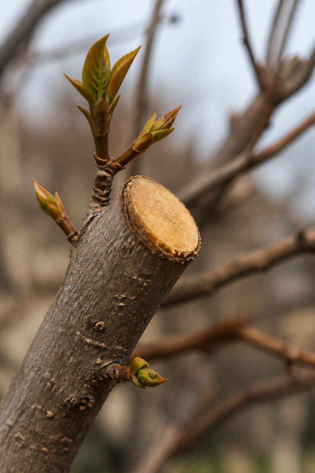 Pruning cut on a persimmon tree branch in winter