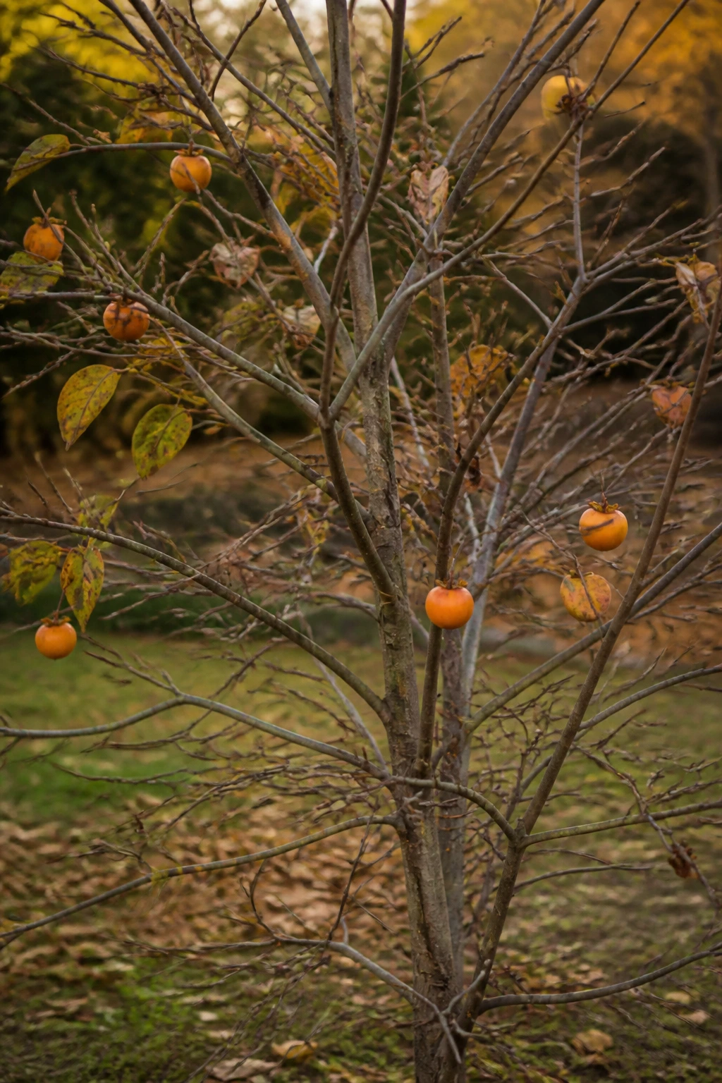 Persimmon tree with sparse fruit in autumn