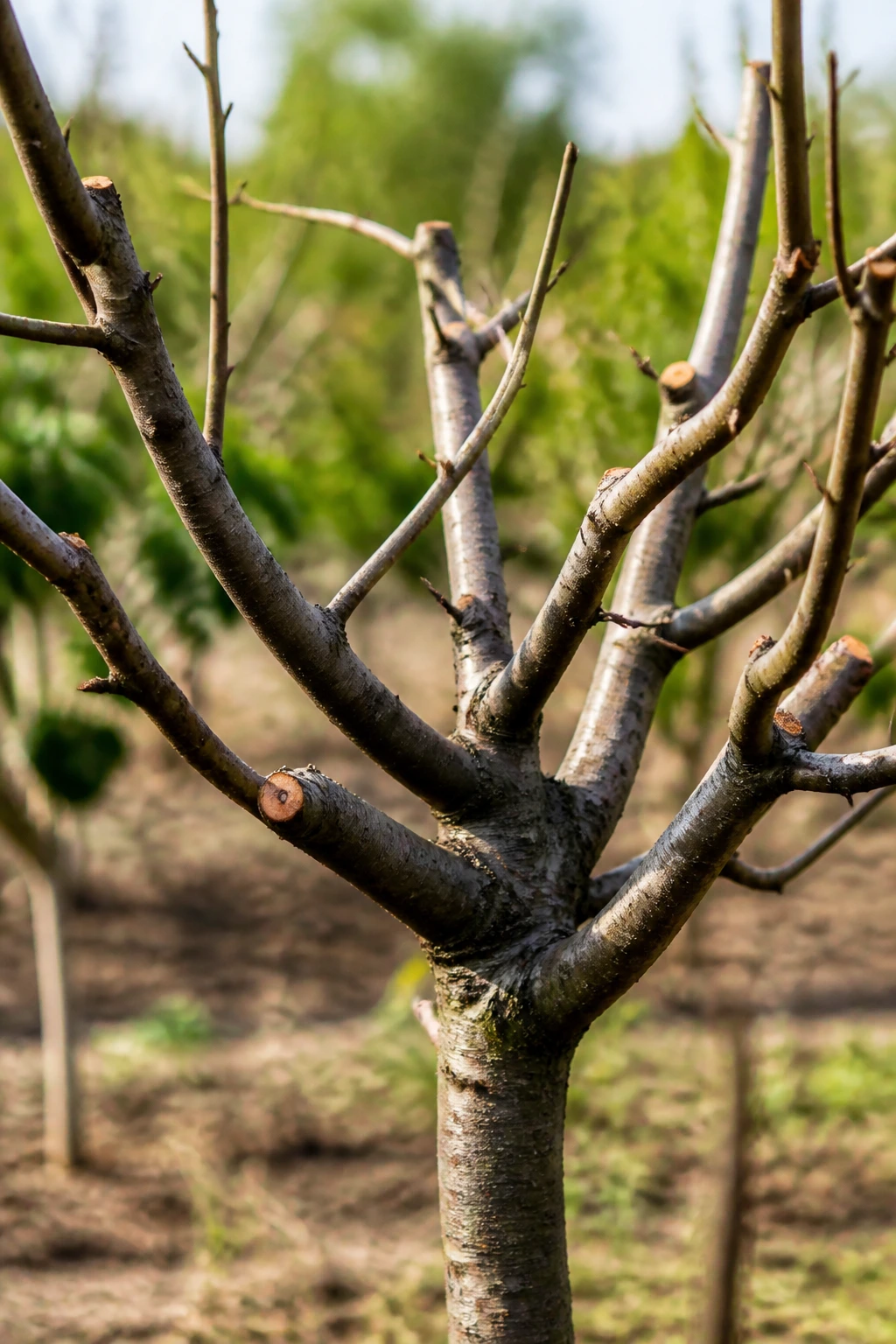 Pruned persimmon tree structure in a garden