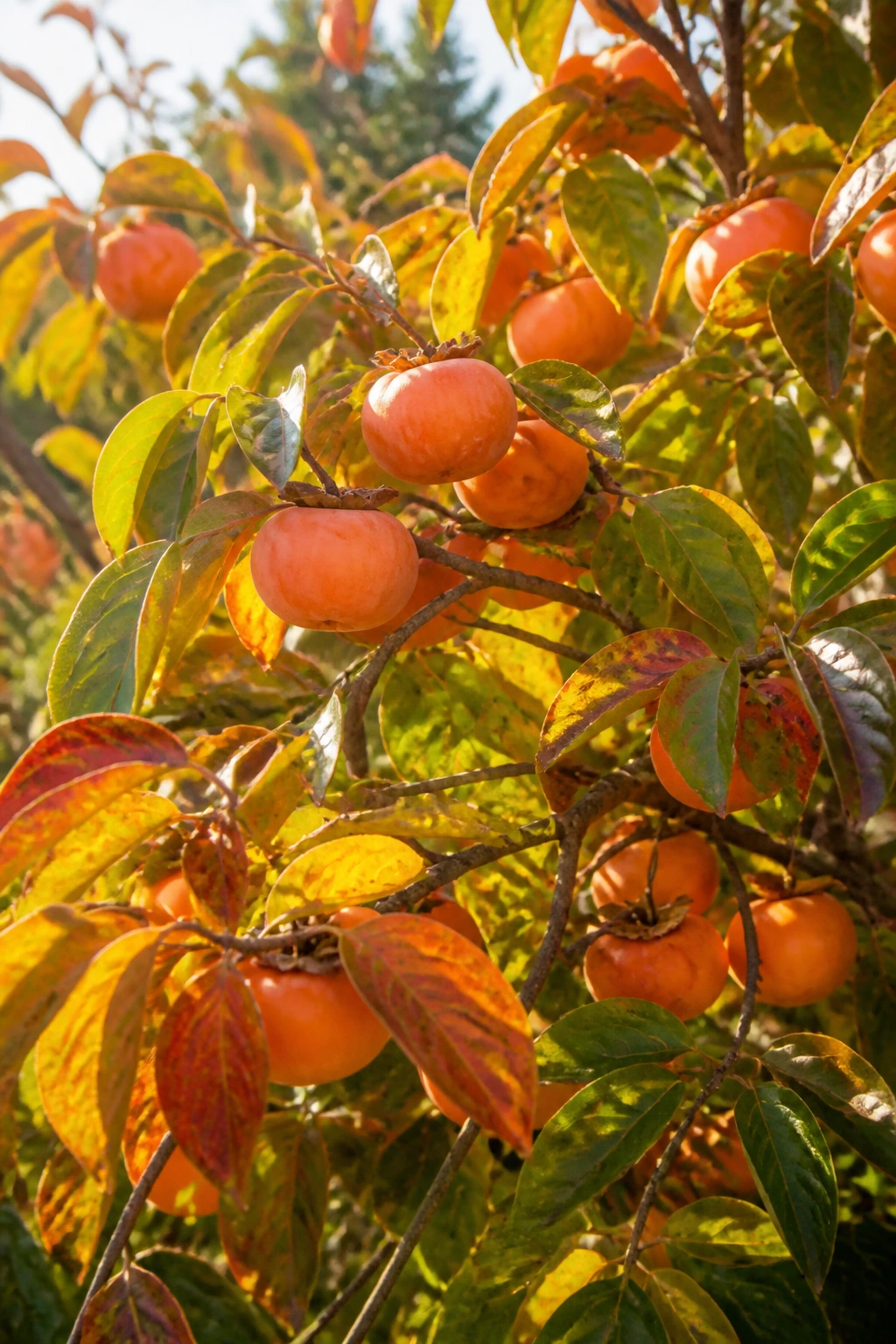 Close-up of a persimmon tree canopy in autumn