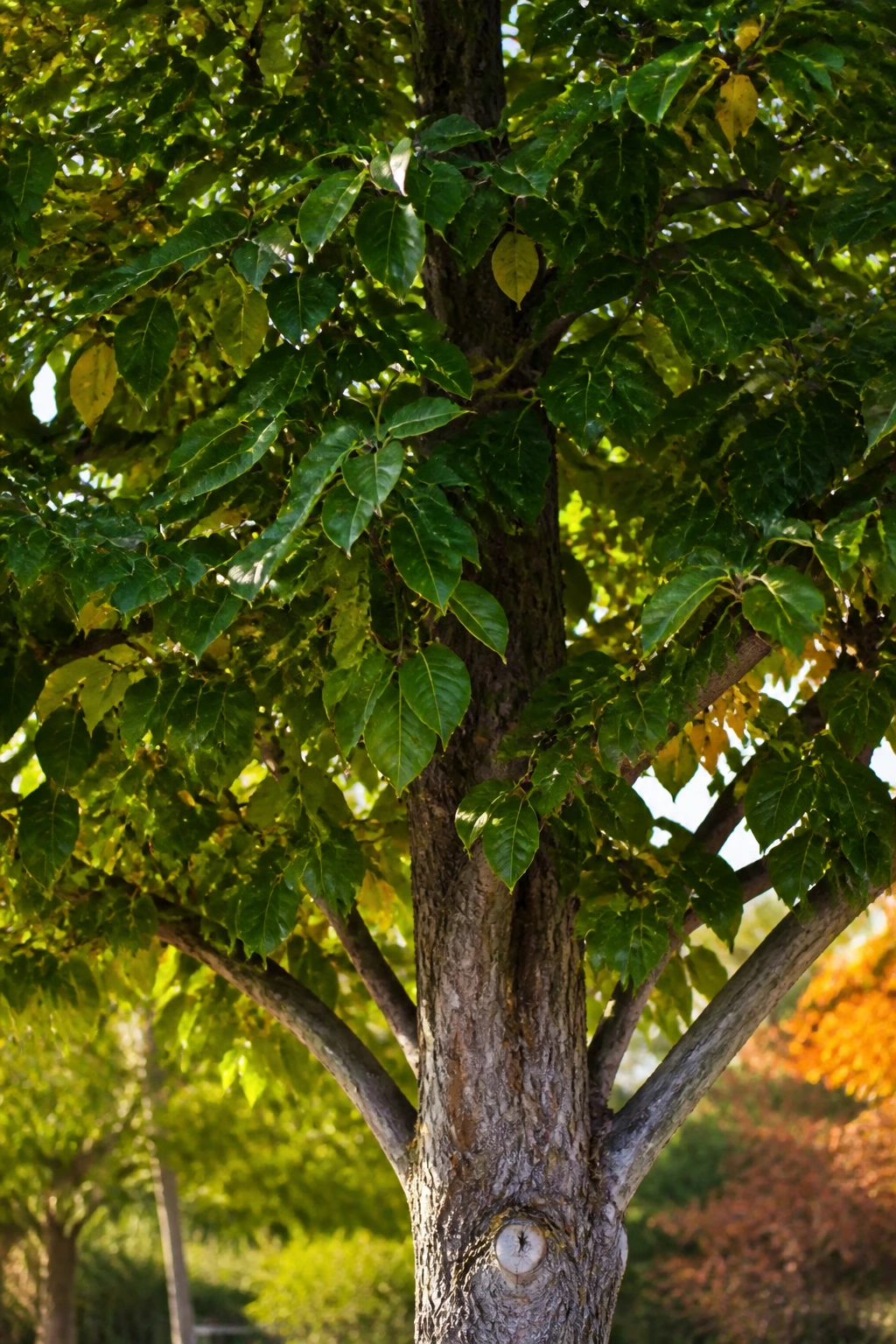 Close-up of a persimmon tree trunk with green leaves in a sunlit garden