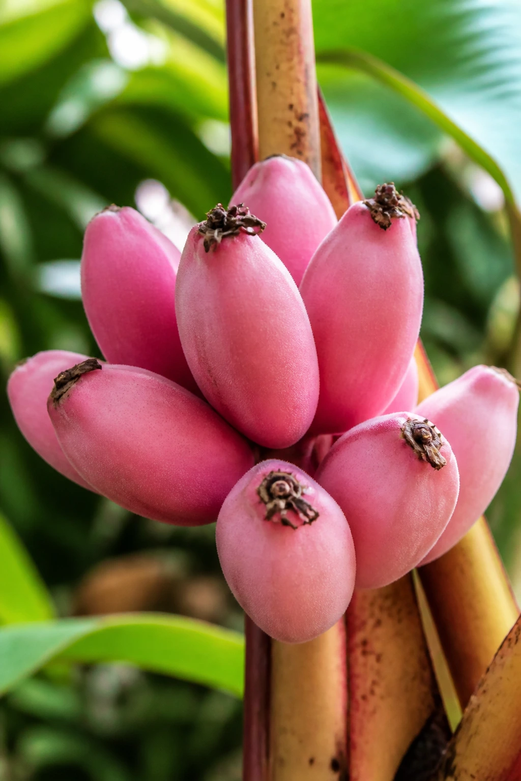 How Many Banana Varieties Are There? 5 Close-up of a tiny pink velvet banana with pink skin and flesh