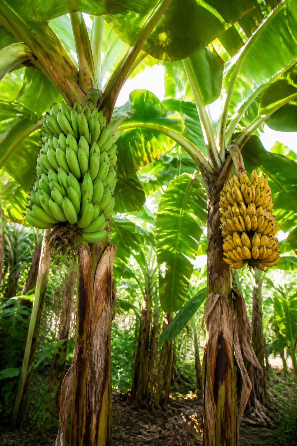 Plantain Tree Vs Banana Tree: What's Really The Difference? 1 Close-up of plantain and banana trees in a tropical grove with large leaves and fruit clusters