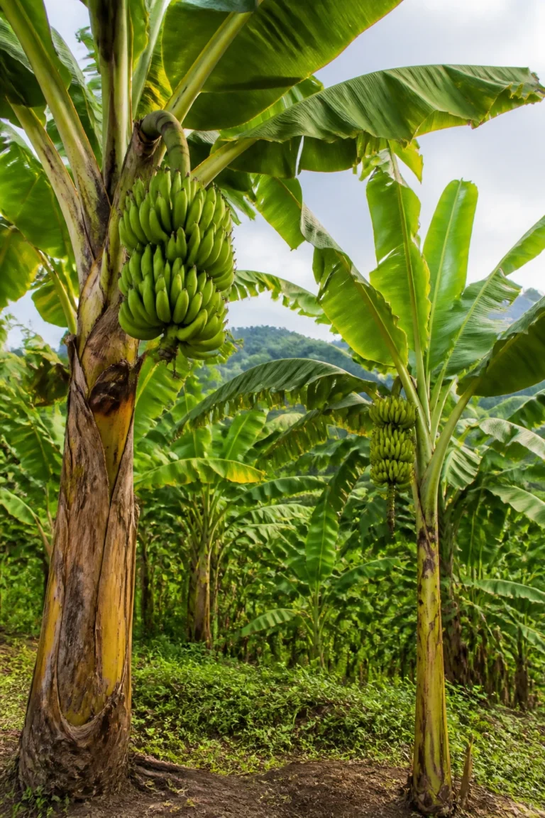 Plantain Tree Vs Banana Tree: What’s Really The Difference?