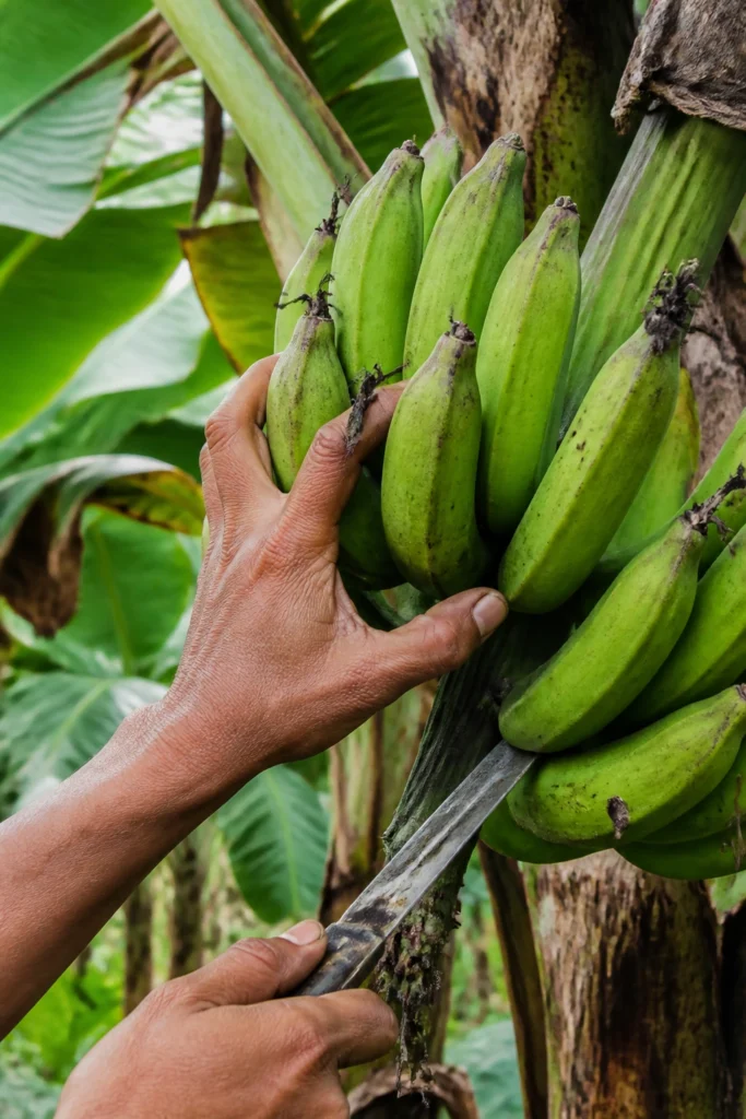 How To Grow A Plantain Tree: A Guide