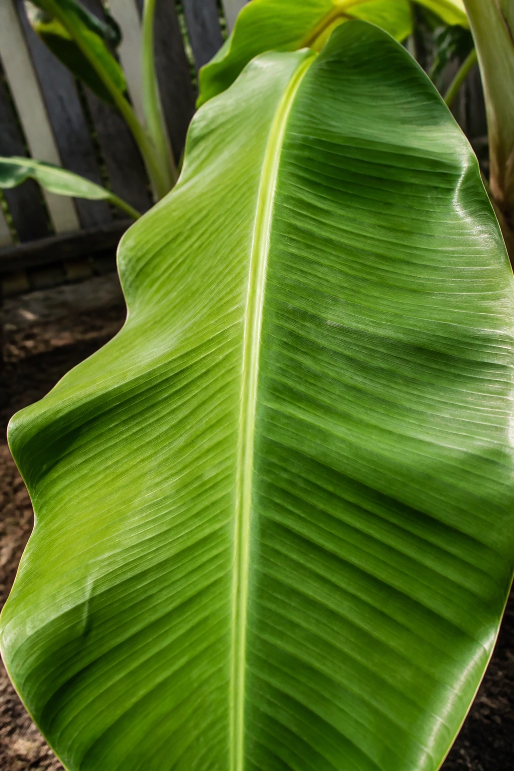 Can You Smoke Plantain Leaves? All You Need To Know 1 Close-up of a large plantain leaf in sunlight, rich green color and prominent veins