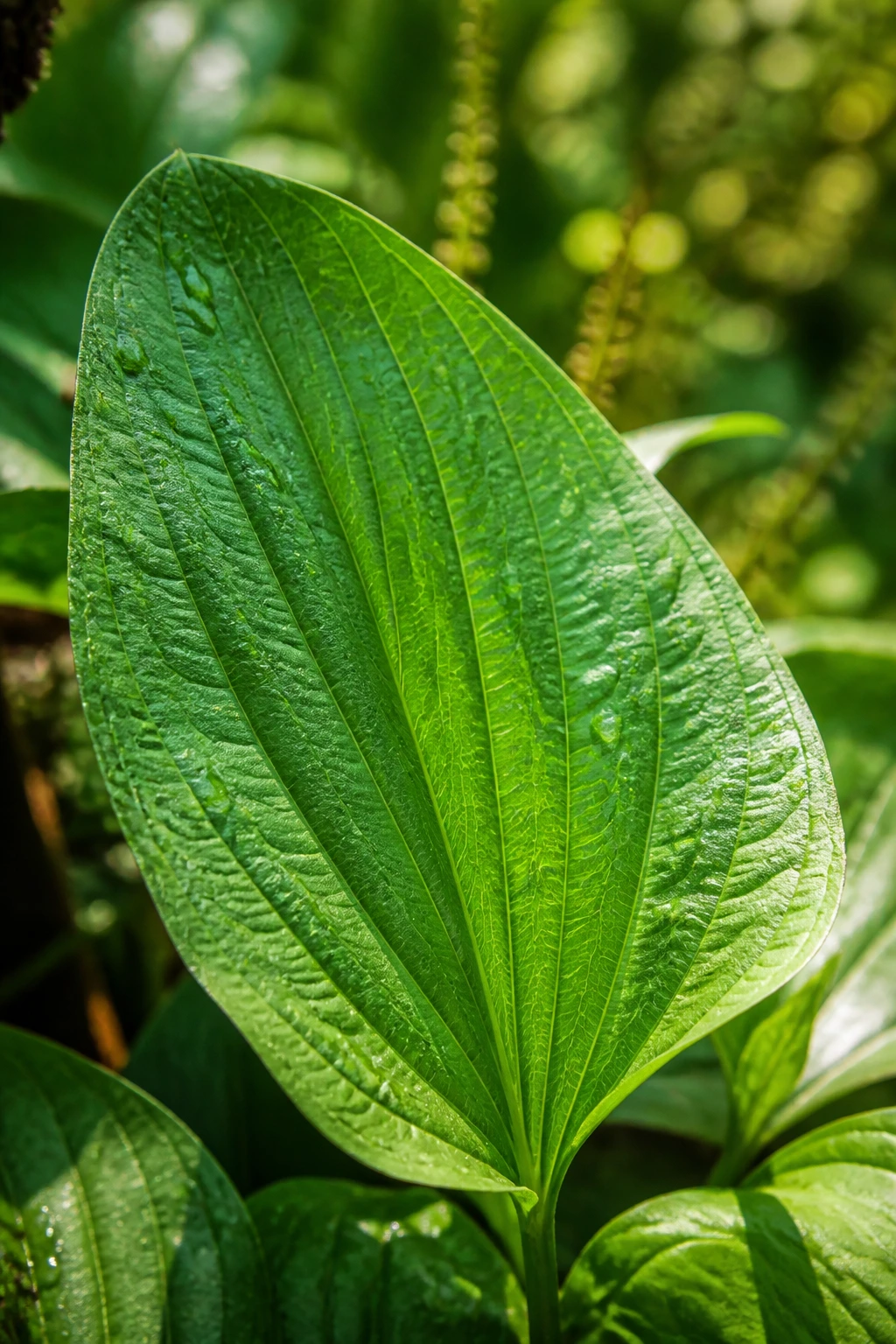 Plantain Leaves: Benefits, Side Effects, Uses and Many More 1 Close-up of a fresh plantain leaf showing veins in a sunlit garden