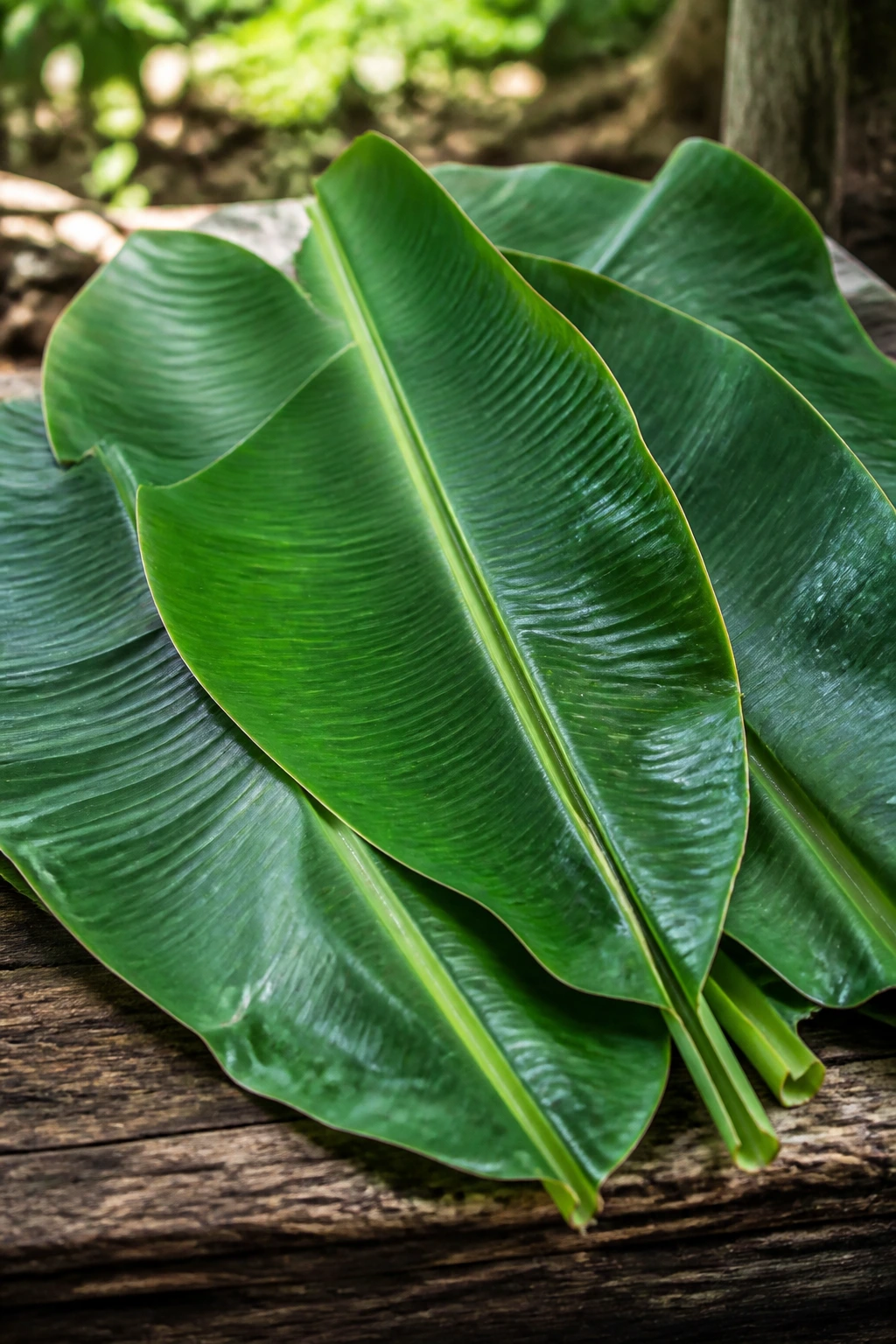 Can You Smoke Plantain Leaves? All You Need To Know 6 Cluster of plantain leaves on a wooden surface in natural light