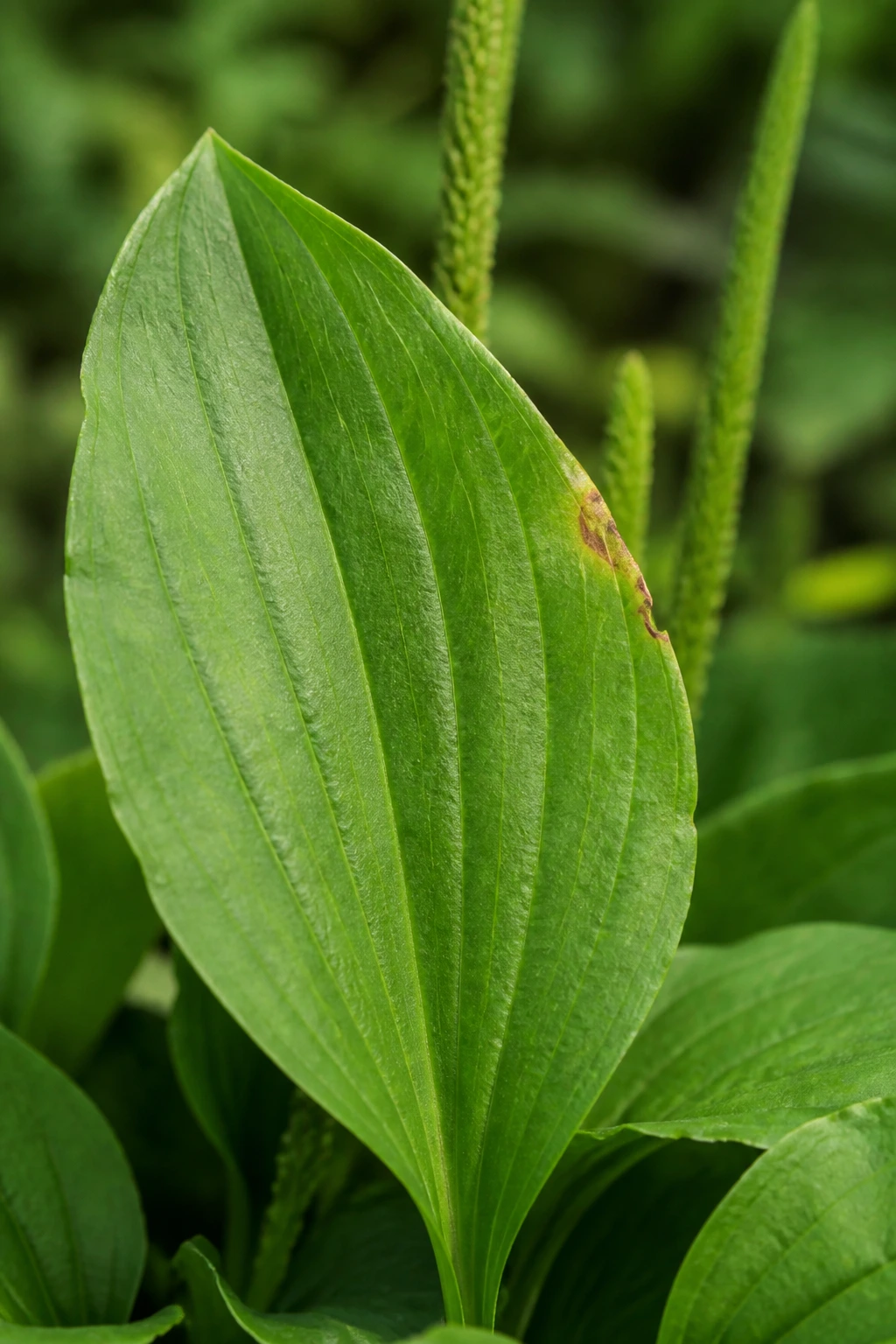 Plantain Leaves: Benefits, Side Effects, Uses and Many More 3 Close-up of a plantain leaf with minor edge blemish in a garden setting
