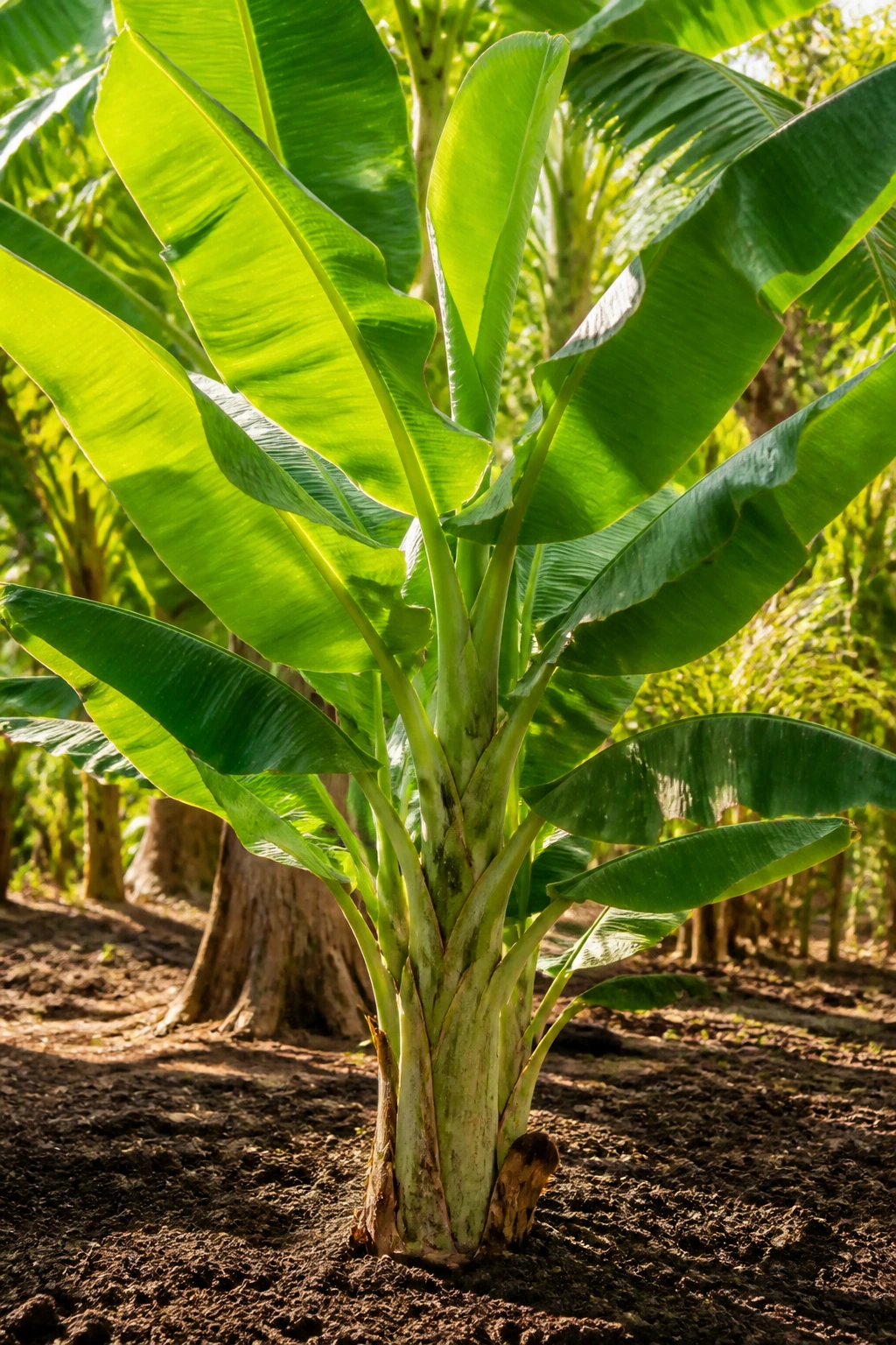 Close-up of a plantain tree in a sunlit tropical garden with rich soil at the base