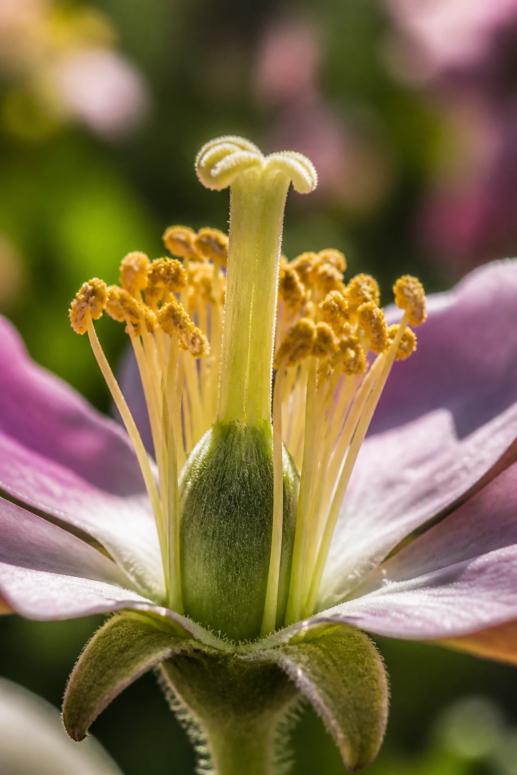 What Is The Difference Between Pollination and Fertilization? 5 Close-up of a flower showing stigma and ovary to symbolize pollination and fertilization