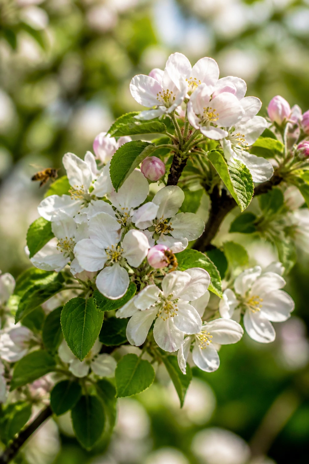 What Fruit Trees Need Two To Pollinate? What Goes With What? 3 Bees visiting blossoms on a fruit tree in a garden