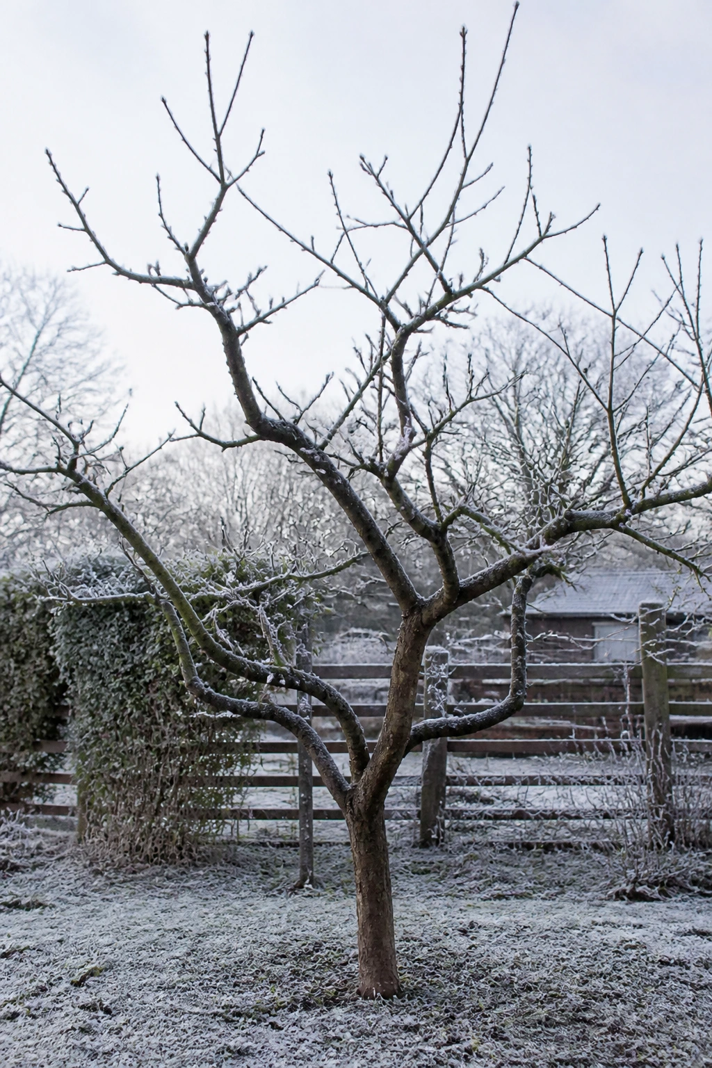 When Is A Good Time To Prune Fruit Trees? 2 Bare fruit tree in a frost-dusted garden illustrating pre-trimming considerations