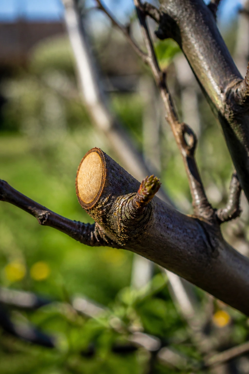 When Is A Good Time To Prune Fruit Trees? 4 Close-up of a clean pruning cut on a fruit tree branch