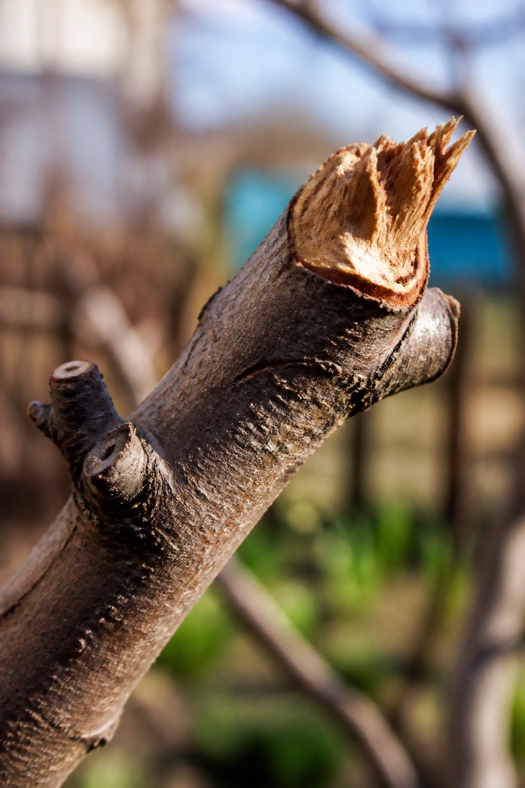 When Is A Good Time To Prune Fruit Trees? 9 Branch with jagged pruning cut illustrating a common pruning mistake