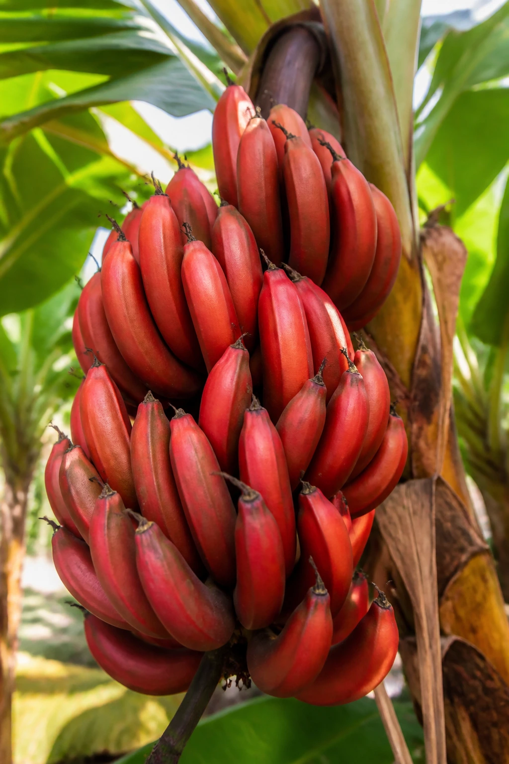 What Are Red Bananas? Description, Uses, Benefits, & More 5 Red banana bunch on a banana plant in a tropical farm