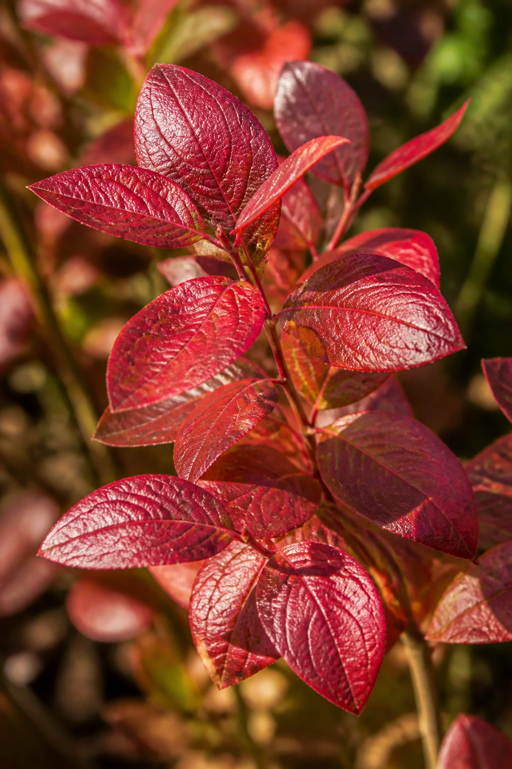 Close-up of red blueberry leaves on a branch in autumn garden.