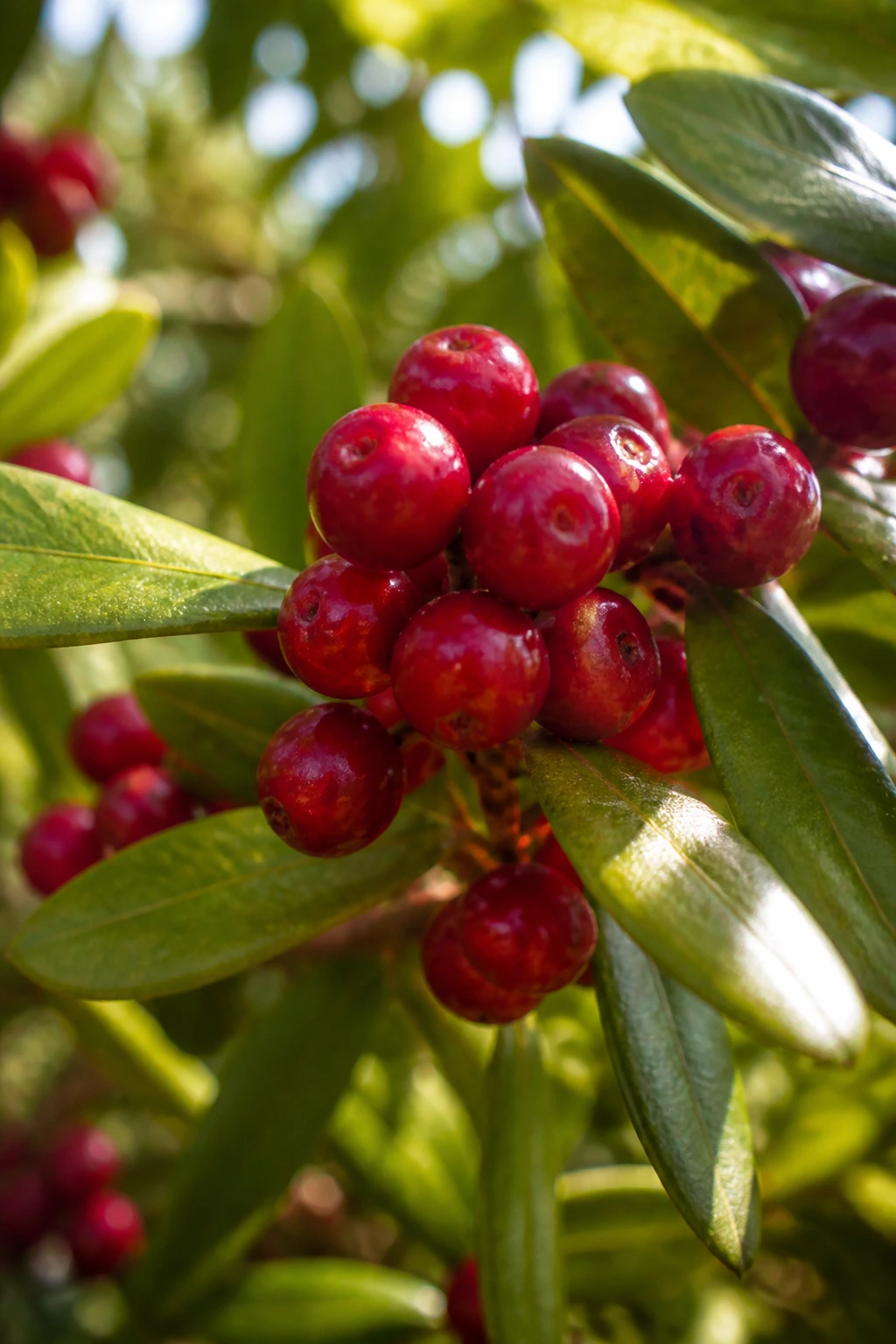 Cluster of riberries on a branch in native Australian bush