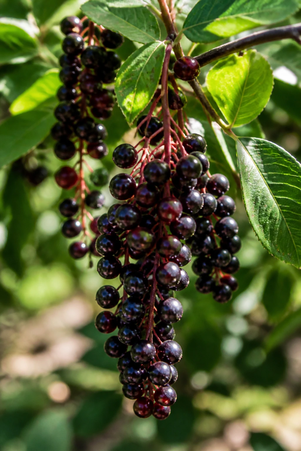 How To Grow Chokecherry From Seed: Step-By-Step Guide 3 Close-up of ripe chokecherries hanging on a plant in a garden