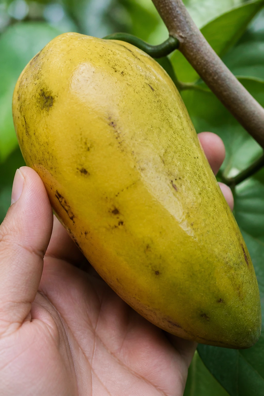 How To Grow Pawpaw From Seed: Step-By-Step Guide 8 Ripe pawpaw fruit close-up ready for harvest