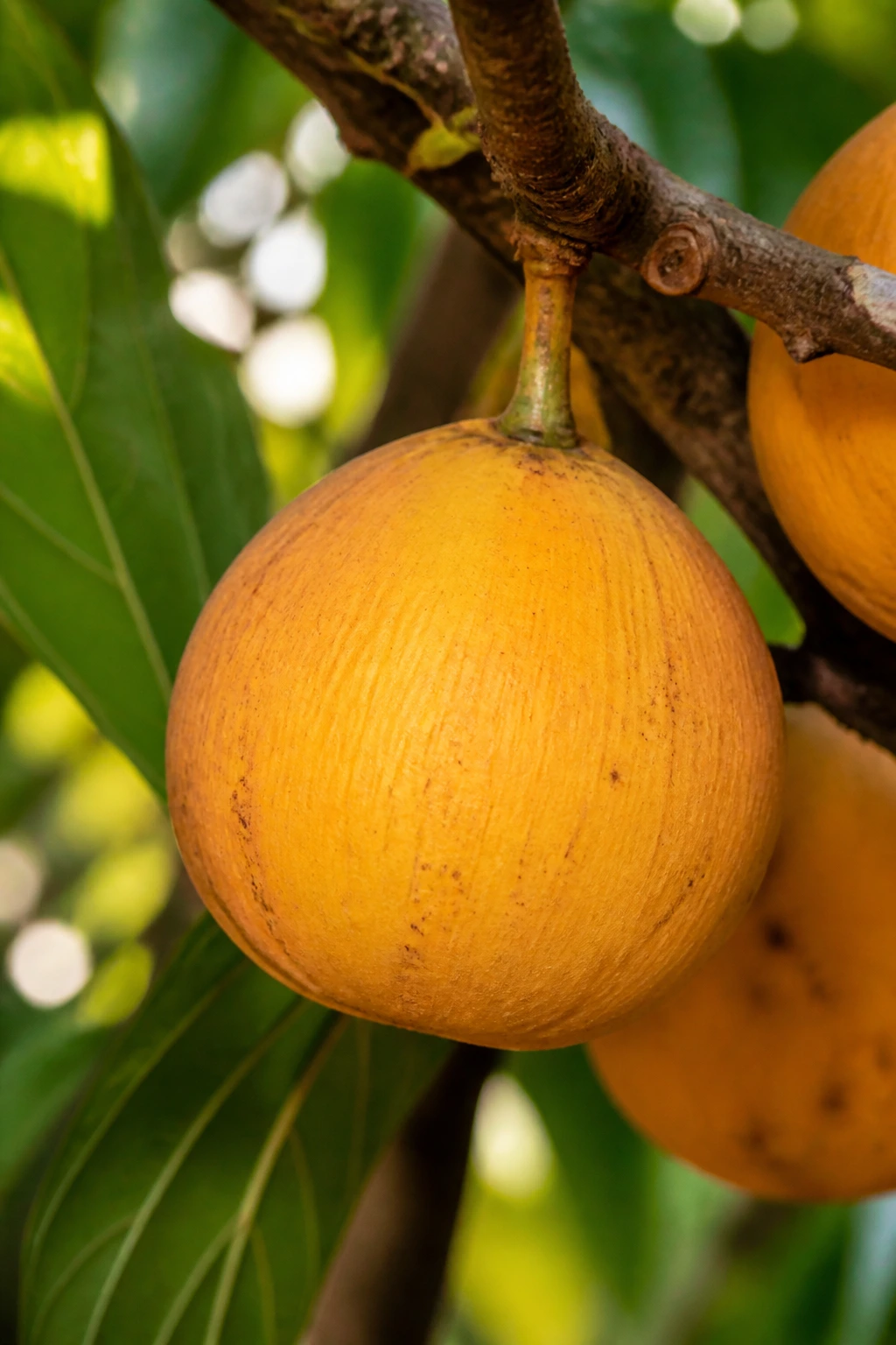 How to Grow Santol from Seeds (Complete Guide) 10 Ripe santol fruit with yellow-orange skin on a branch