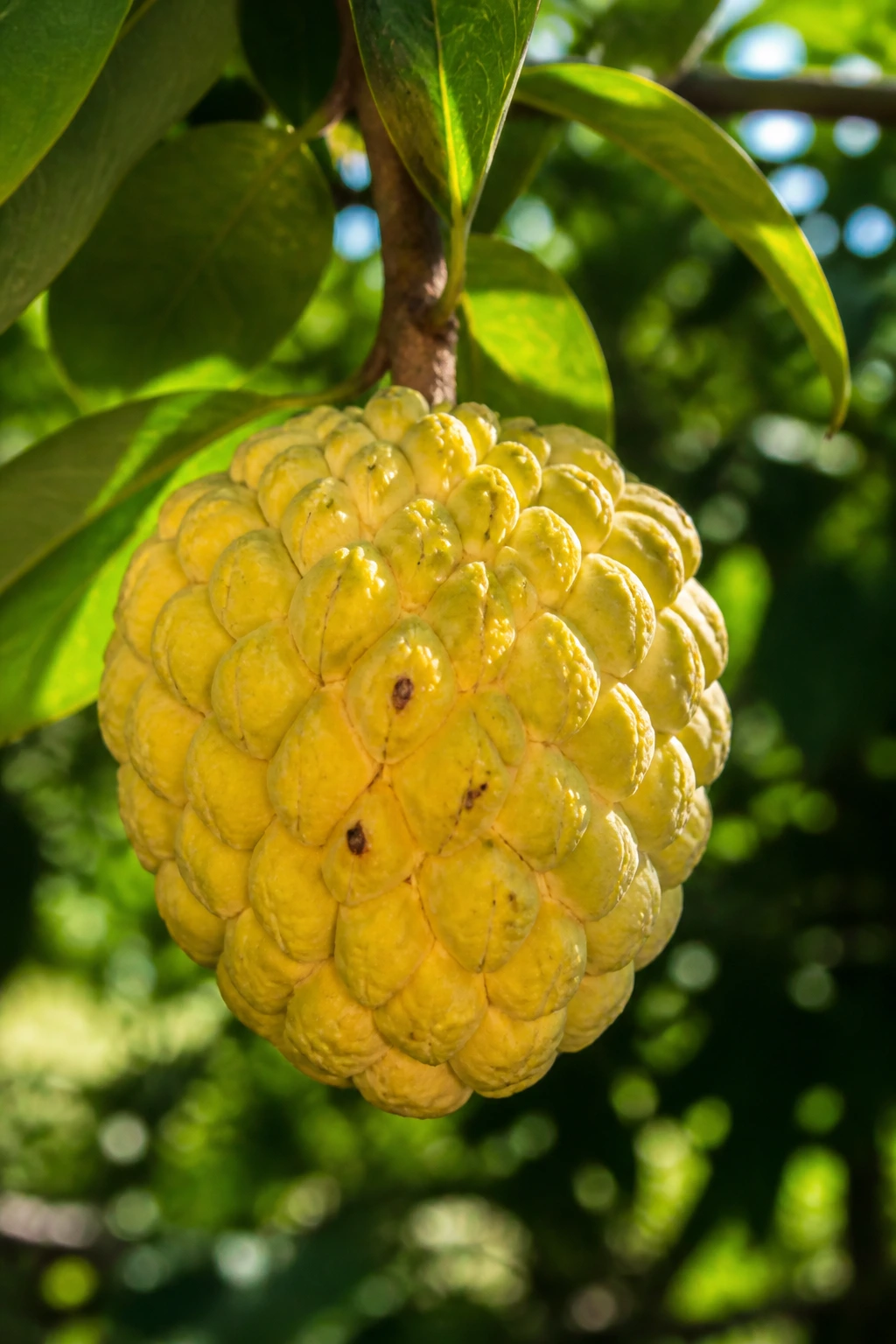 Close-up of a ripe Rollinia fruit in a tropical orchard, highlighting origin in South America