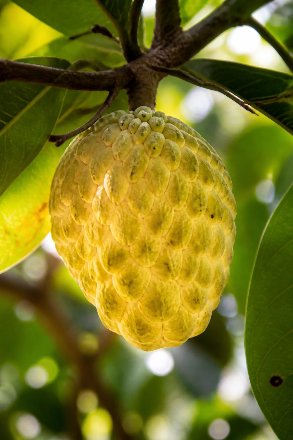Rollinia Fruit: Nutrition Value, Health Benefits, And More 4 Ripe Rollinia fruit on tree in tropical setting