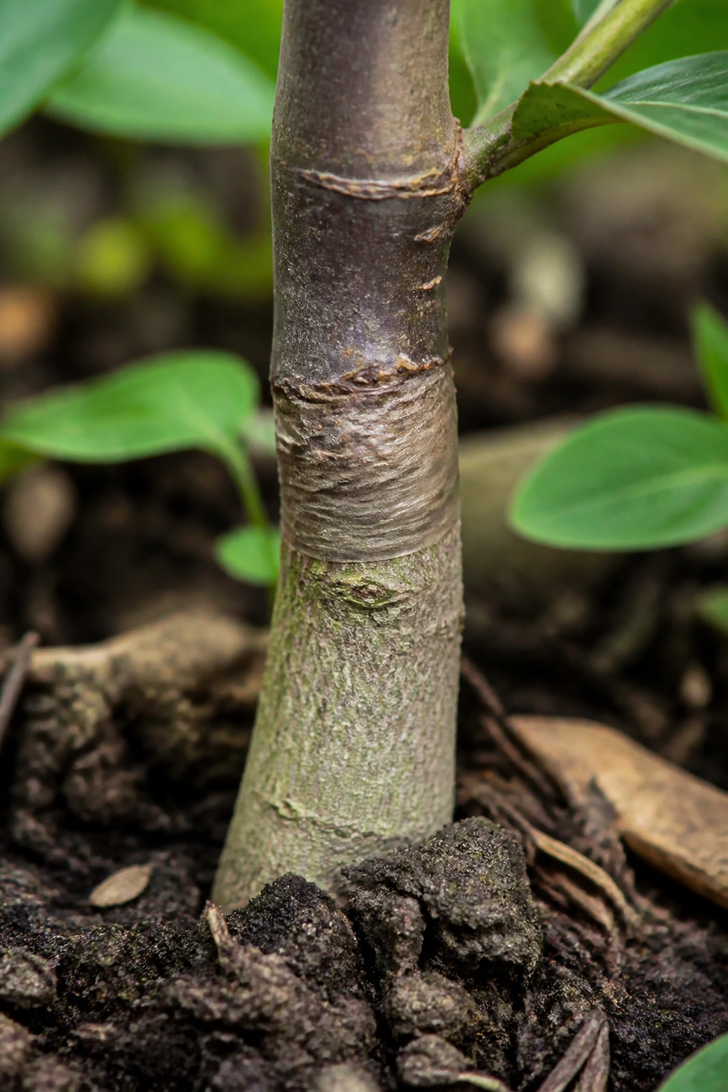 Why Are Fruit Trees Grafted? Everything You Need To Know 10 Graft point at rootstock base with contrasting bark texture and soil around.