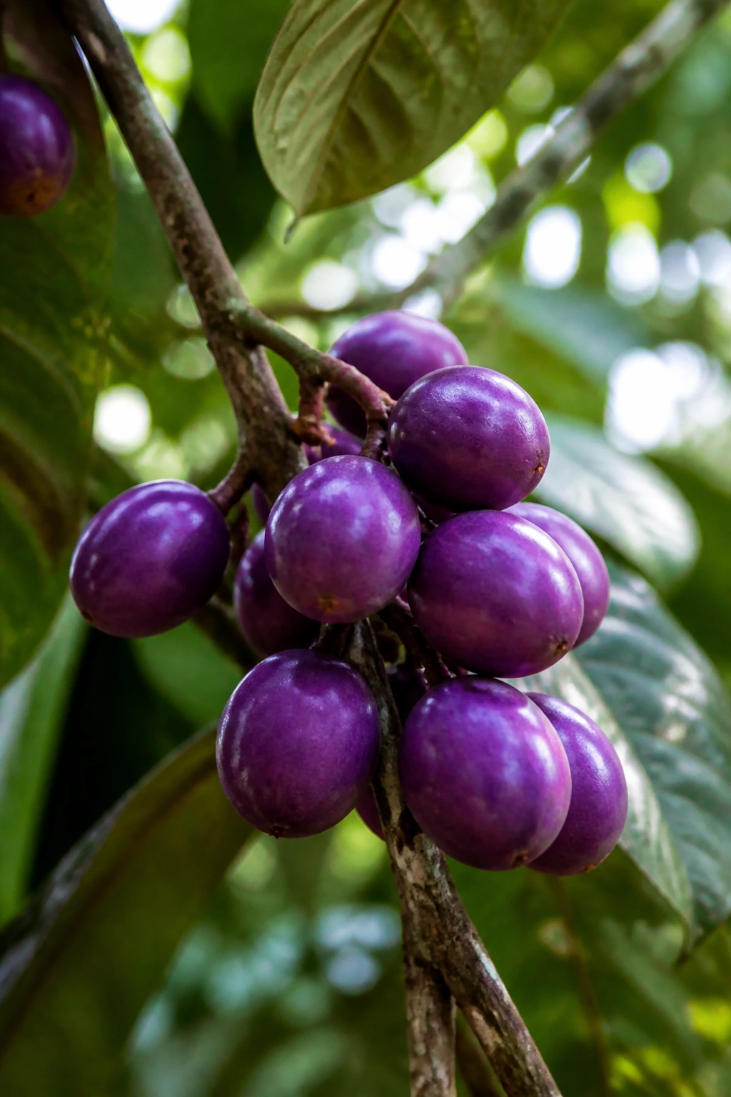 Cluster of ripe safou fruits on a branch
