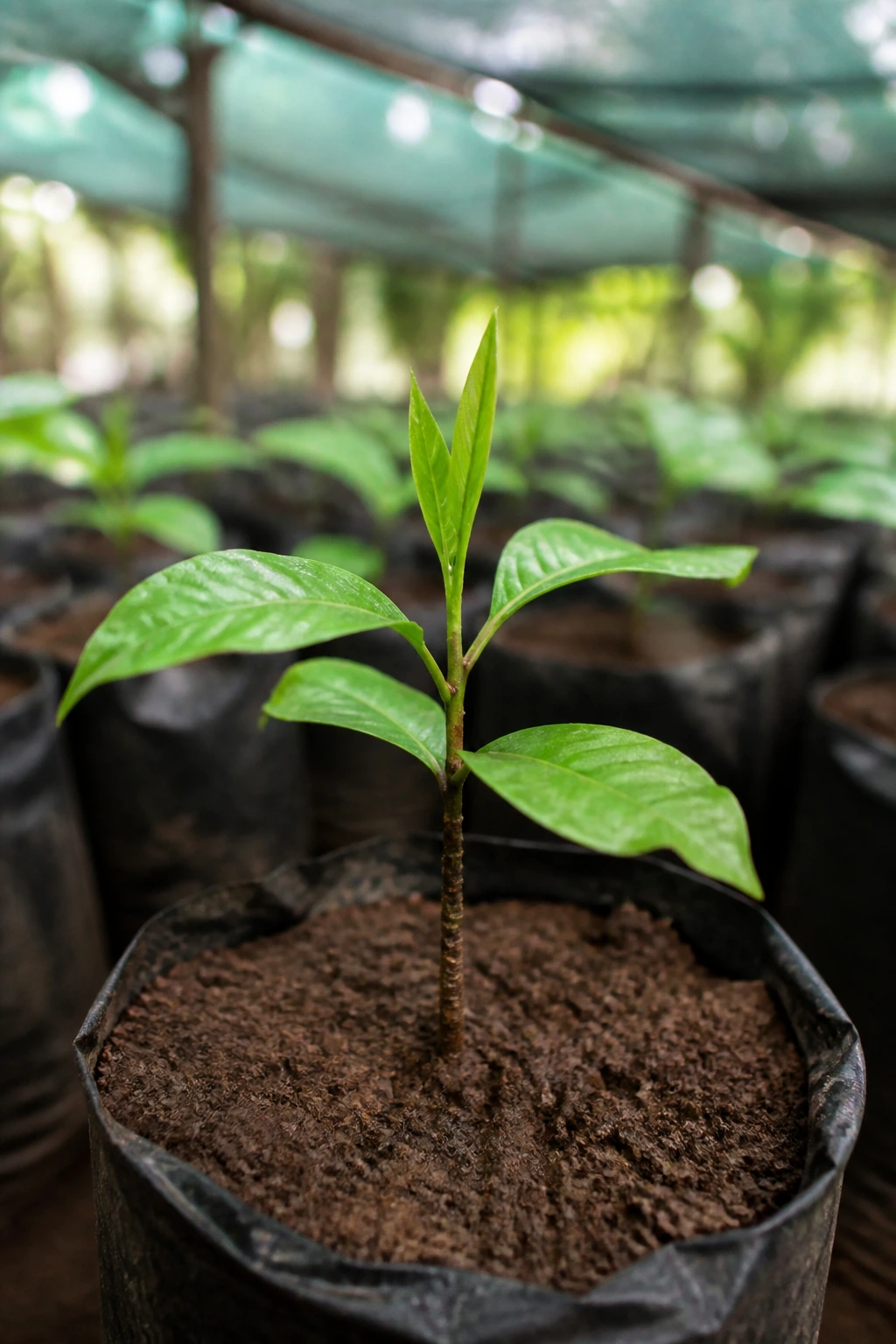 Young safou tree sapling in moist soil