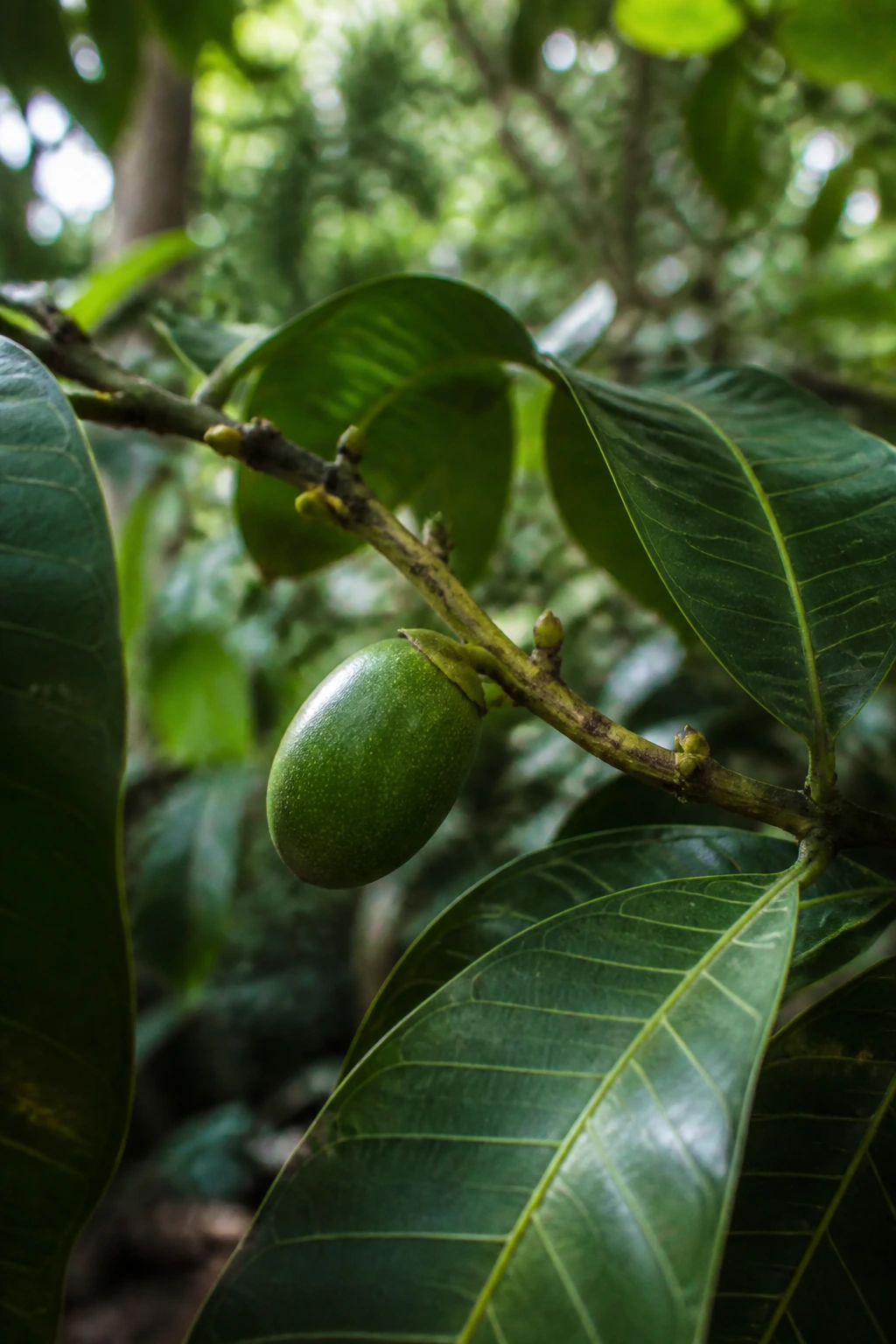 Young safou fruit on a branch in a humid forest