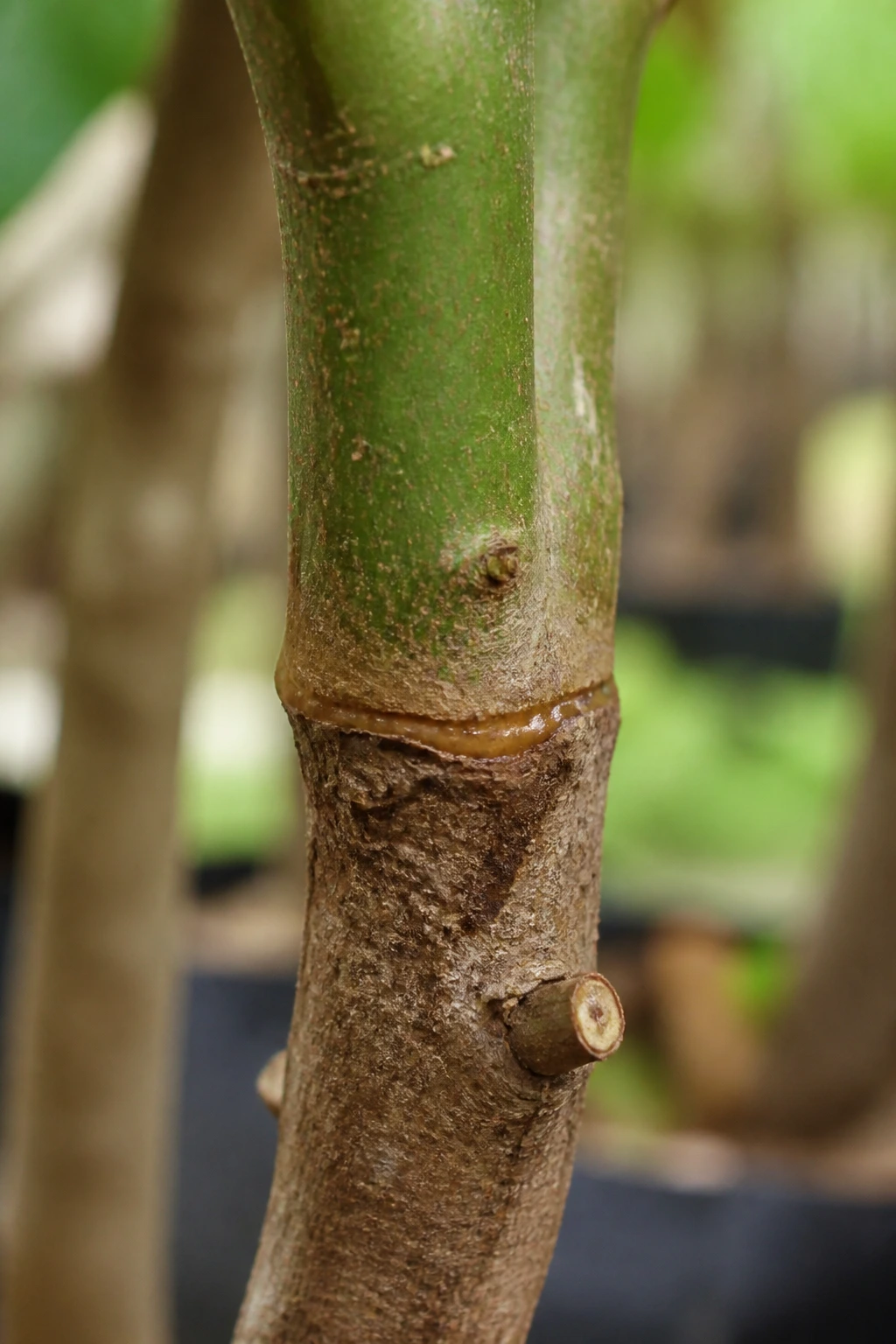 Grafted santol branch showing graft union