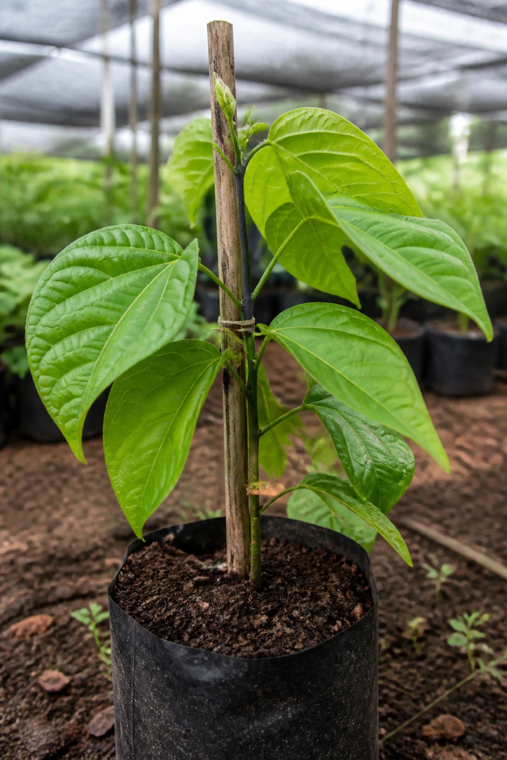 Young santol sapling in nursery soil