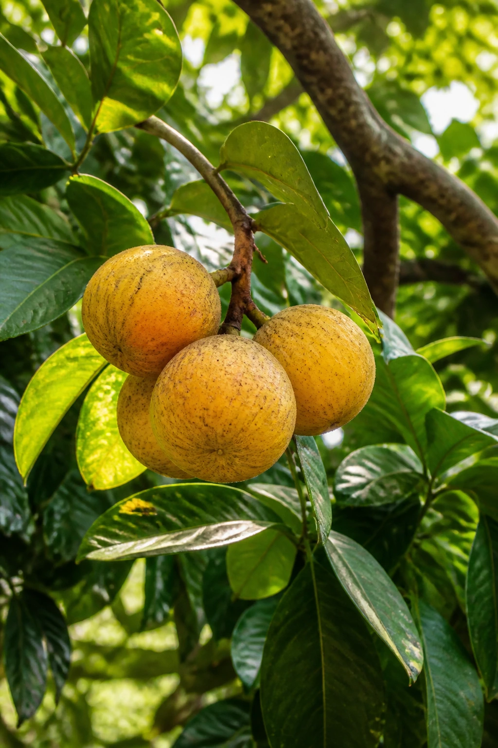 Santol tree fruit in tropical grove