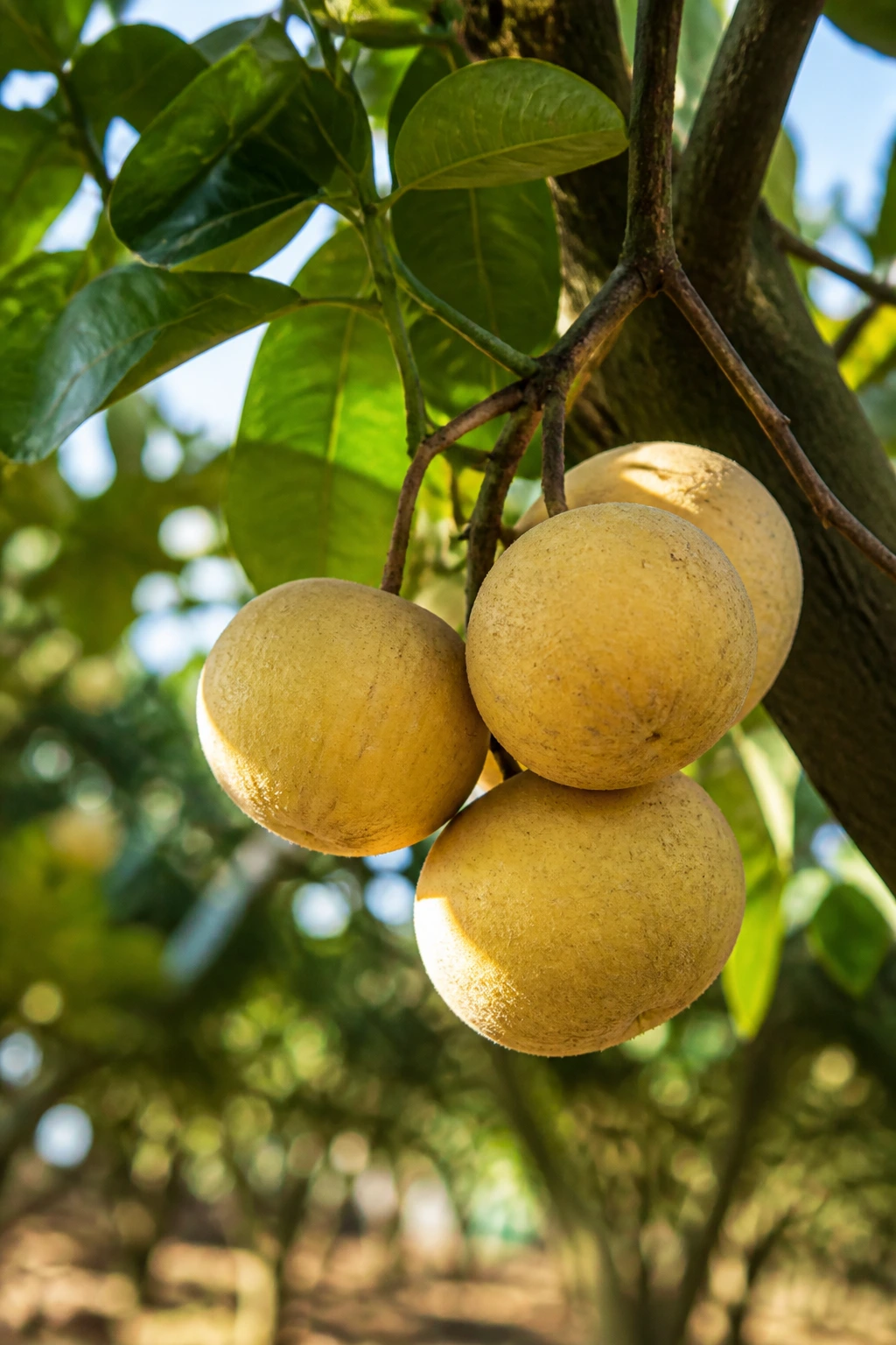 Ripe santol fruits on tree in orchard