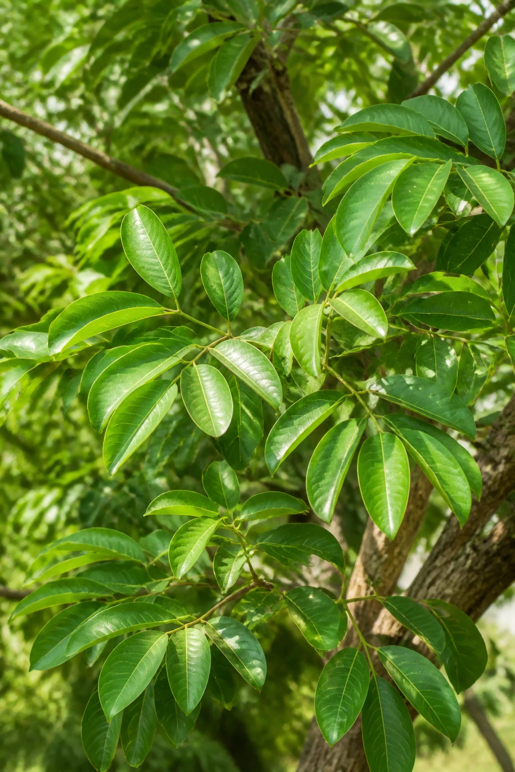 How to Grow Santol from Seeds (Complete Guide) 1 Santol tree leaves close-up in sunlit garden