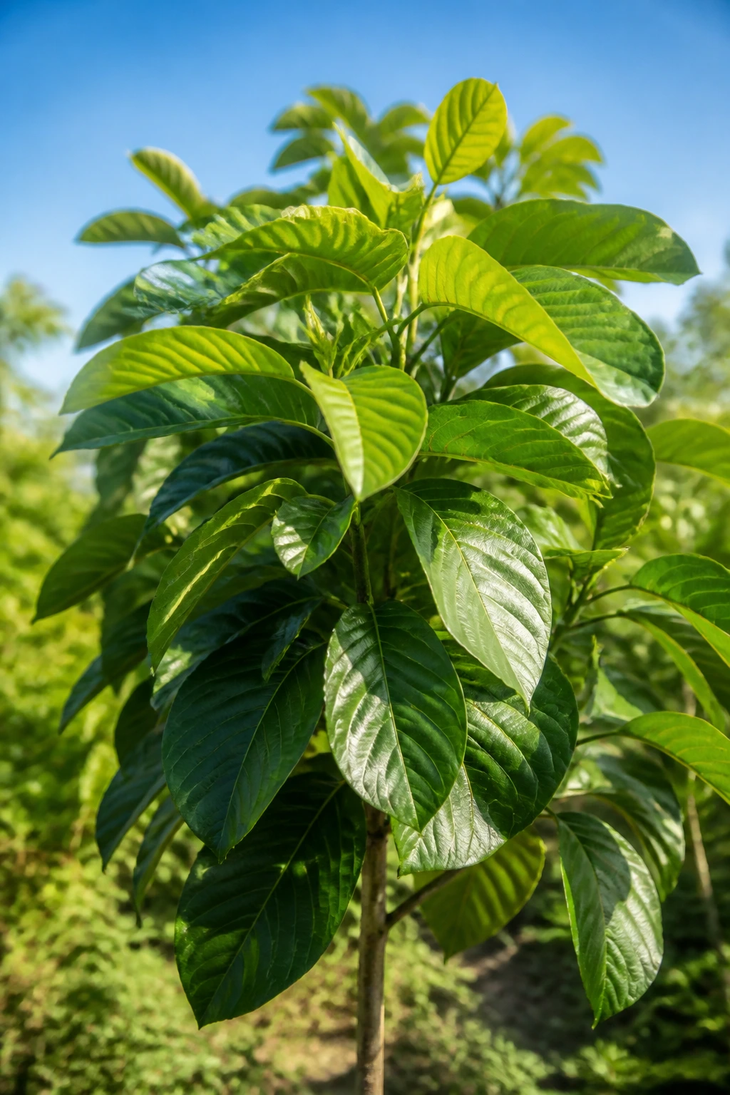 How to Grow Santol from Seeds (Complete Guide) 6 Young Santol tree with lush canopy in garden