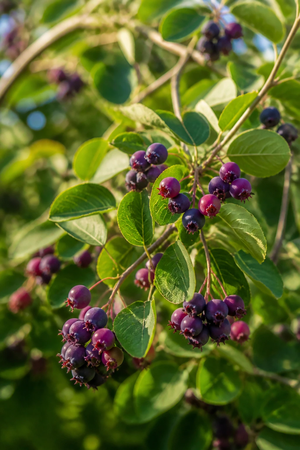 The Best Fruit Trees for Zone 3 5 Saskatoon tree branch with purple berries in afternoon light