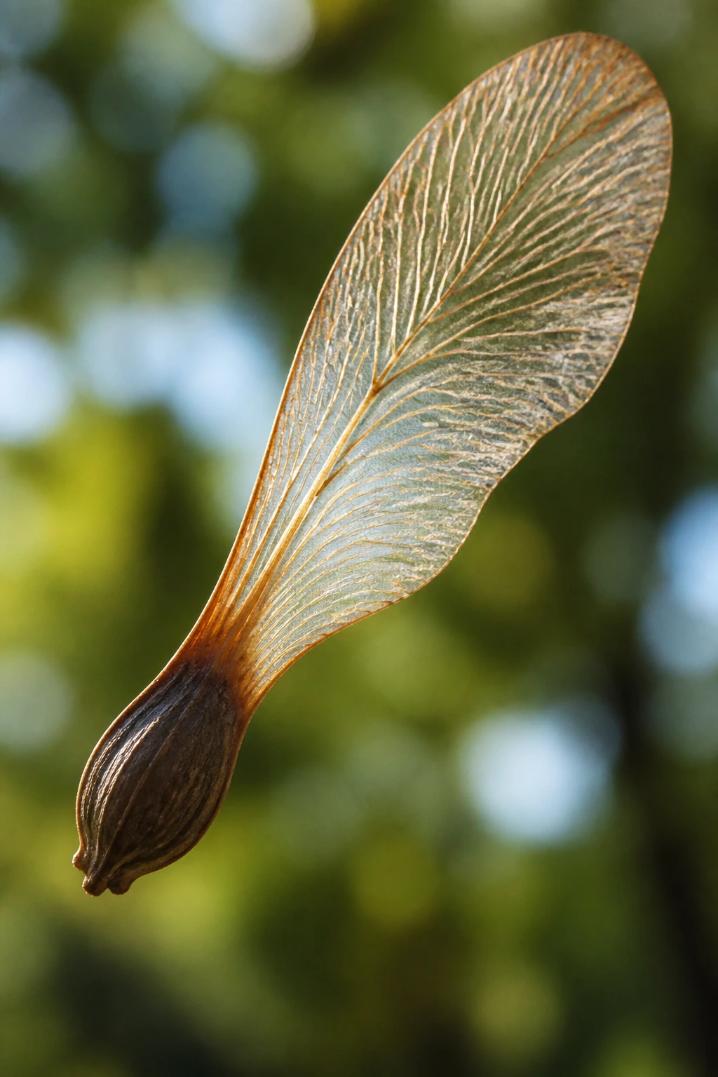 The Dispersal Of Fruits Seeds EXPLAINED! 8 Close-up of a seed with a wing-like structure against a soft natural background