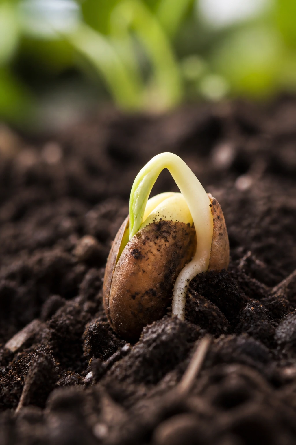 5 Key Differences Between Fruit And Seed 2 Macro shot of a seed germinating in moist soil