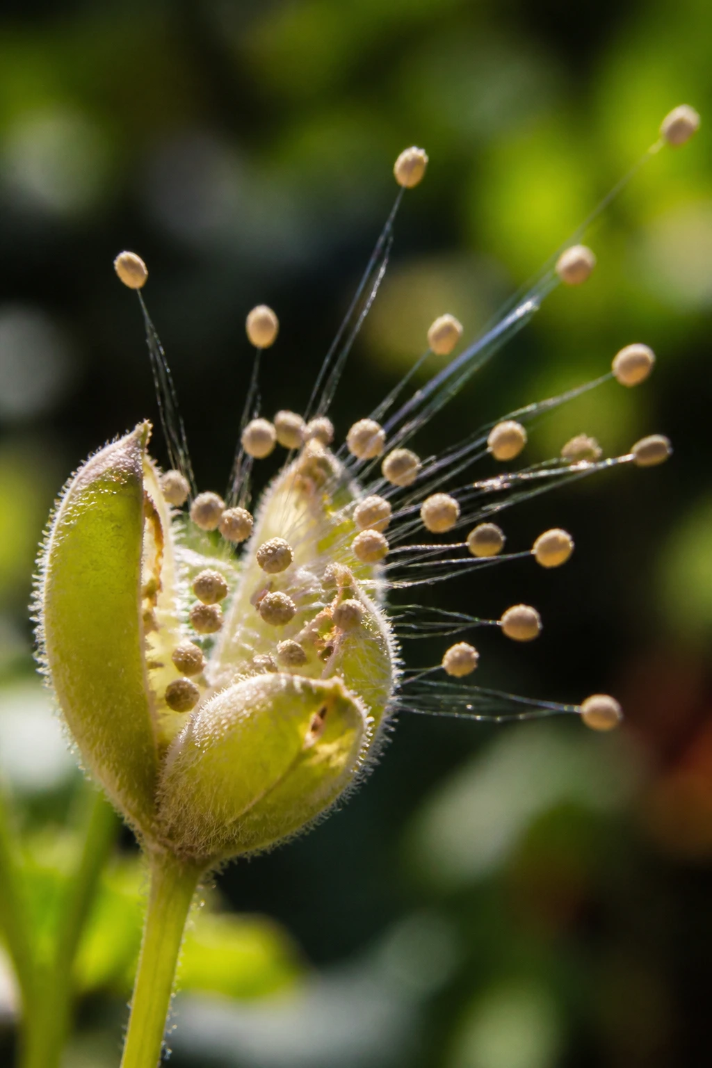 The Dispersal Of Fruits Seeds EXPLAINED! 4 Seed pod of touch-me-not bursting and ejecting seeds.