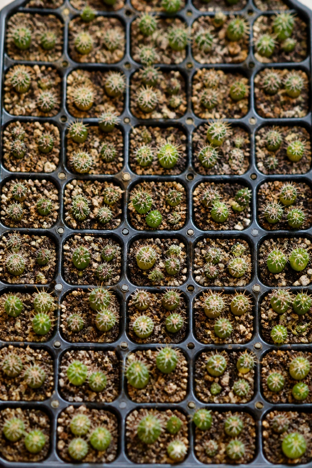 Top-down view of a seed tray with many tiny cactus seedlings in bright greenhouse light.