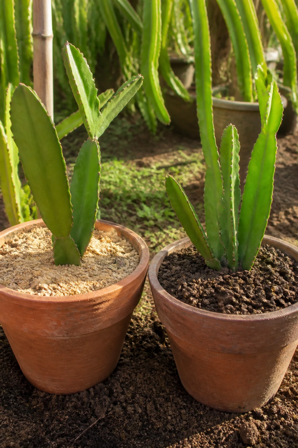 Two pots with dragon fruit plants showing sandy and clay soils
