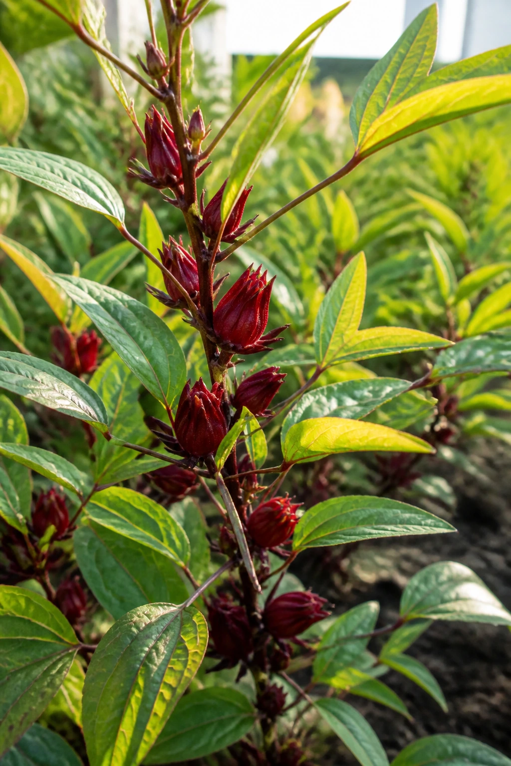 Close-up of sorrel plant in a sunny garden