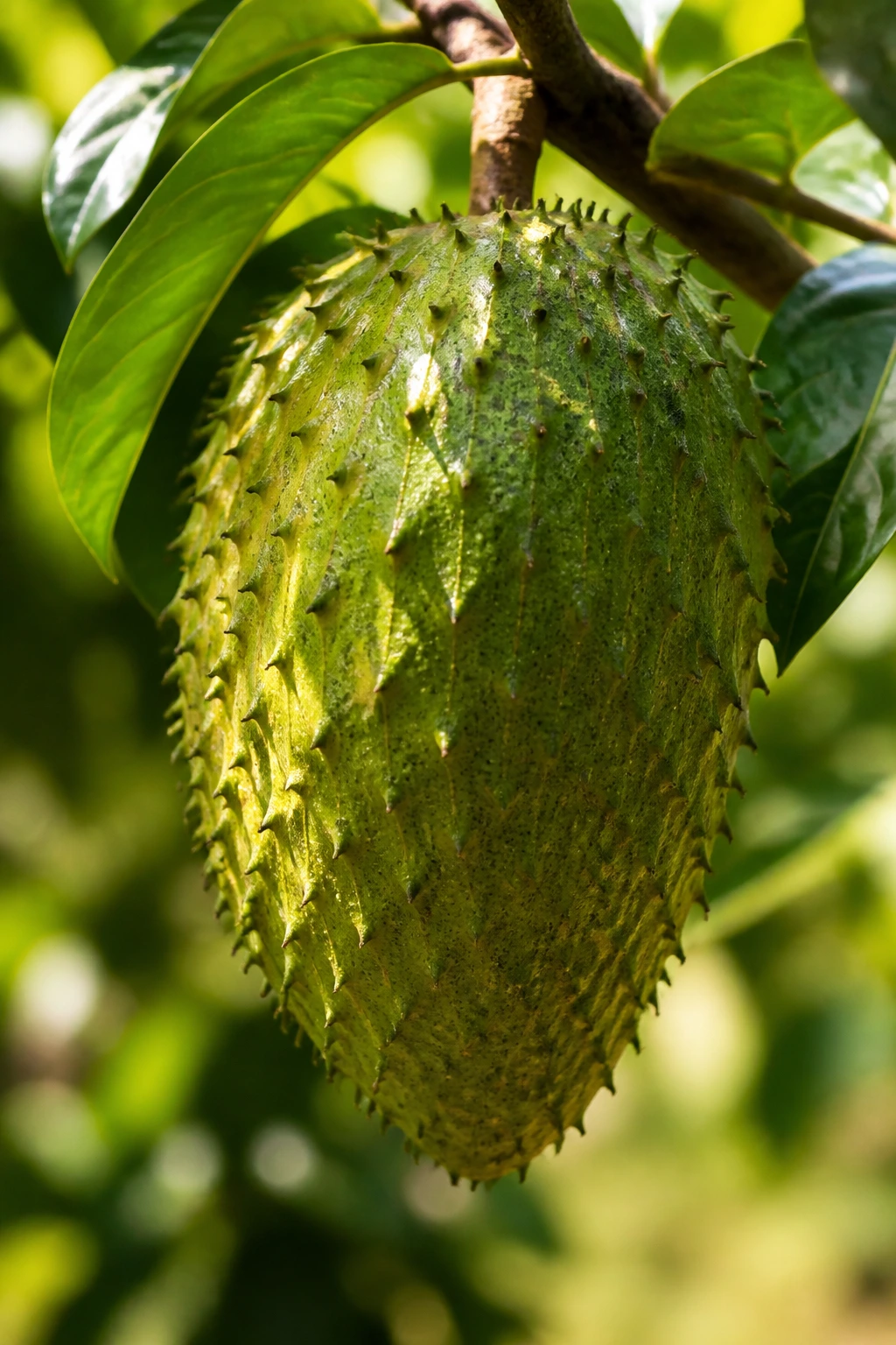 Soursop fruit hanging on a branch in a sunlit lowland setting