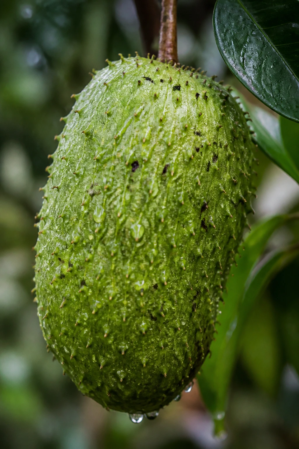 Soursop fruit with rain droplets in a tropical setting