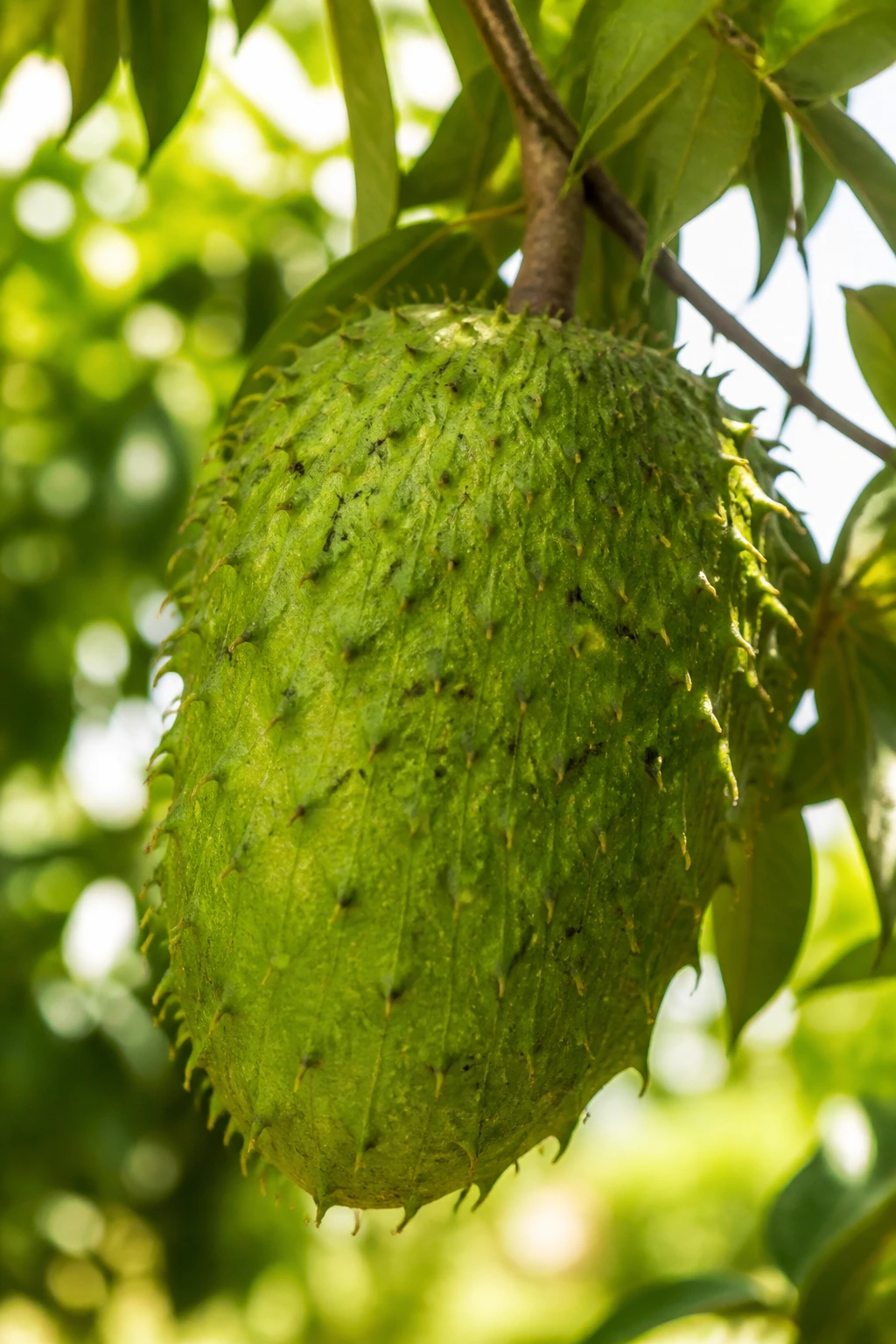 Close-up of ripe soursop fruit on a tropical tree